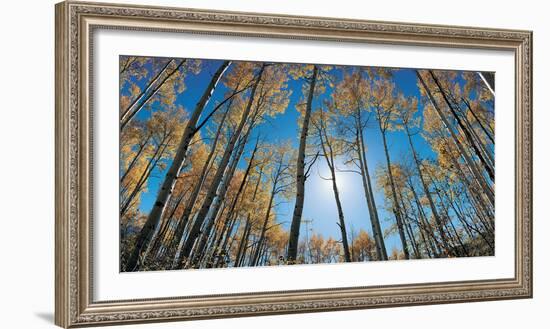 Aspens in Autumn with Colorful Leaves, Colorado-null-Framed Photographic Print