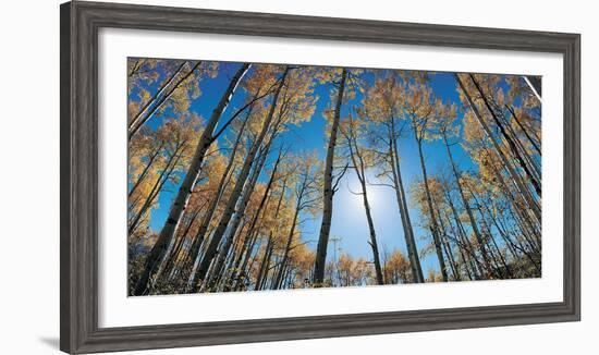 Aspens in Autumn with Colorful Leaves, Colorado-null-Framed Photographic Print