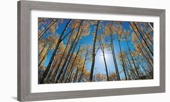 Aspens in Autumn with Colorful Leaves, Colorado-null-Framed Photographic Print