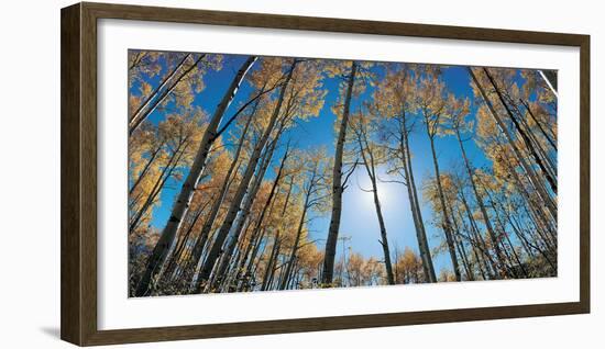 Aspens in Autumn with Colorful Leaves, Colorado-null-Framed Photographic Print