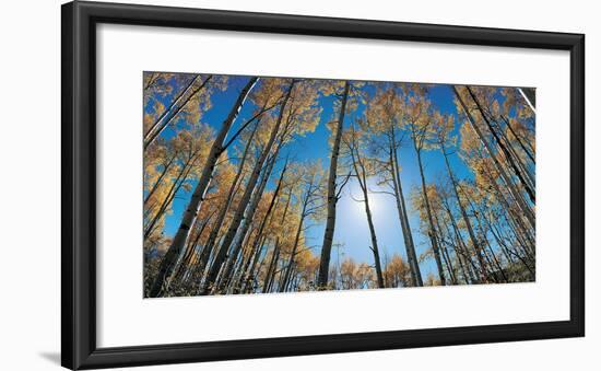 Aspens in Autumn with Colorful Leaves, Colorado-null-Framed Photographic Print