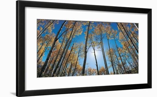 Aspens in Autumn with Colorful Leaves, Colorado-null-Framed Photographic Print