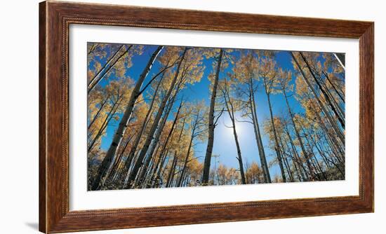 Aspens in Autumn with Colorful Leaves, Colorado-null-Framed Photographic Print