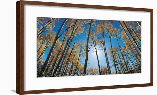 Aspens in Autumn with Colorful Leaves, Colorado-null-Framed Photographic Print