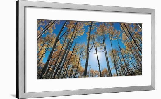 Aspens in Autumn with Colorful Leaves, Colorado-null-Framed Photographic Print