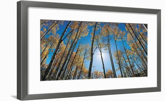 Aspens in Autumn with Colorful Leaves, Colorado-null-Framed Photographic Print