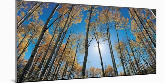 Aspens in Autumn with Colorful Leaves, Colorado-null-Mounted Photographic Print