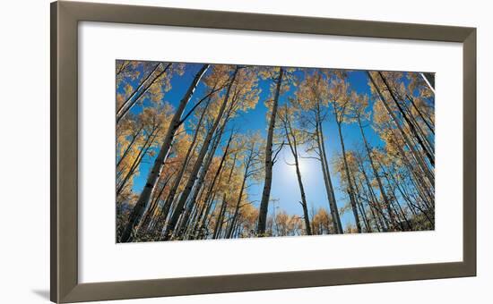 Aspens in Autumn with Colorful Leaves, Colorado-null-Framed Photographic Print