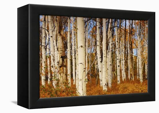 Aspens in Autumn, Zion National Park, Utah, USA-Michel Hersen-Framed Premier Image Canvas