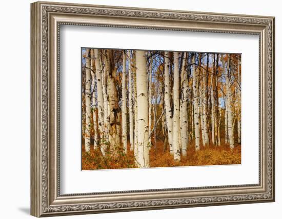 Aspens in Autumn, Zion National Park, Utah, USA-Michel Hersen-Framed Photographic Print