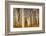 Aspens in Autumn, Zion National Park, Utah, USA-Michel Hersen-Framed Photographic Print