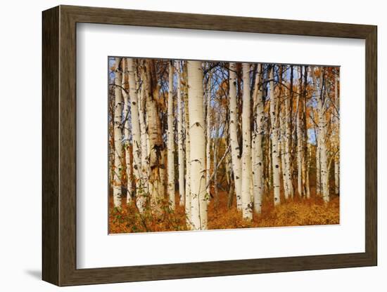 Aspens in Autumn, Zion National Park, Utah, USA-Michel Hersen-Framed Photographic Print