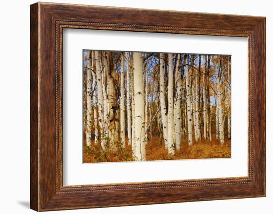 Aspens in Autumn, Zion National Park, Utah, USA-Michel Hersen-Framed Photographic Print