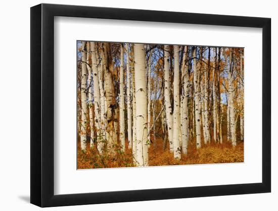 Aspens in Autumn, Zion National Park, Utah, USA-Michel Hersen-Framed Photographic Print