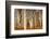 Aspens in Autumn, Zion National Park, Utah, USA-Michel Hersen-Framed Photographic Print