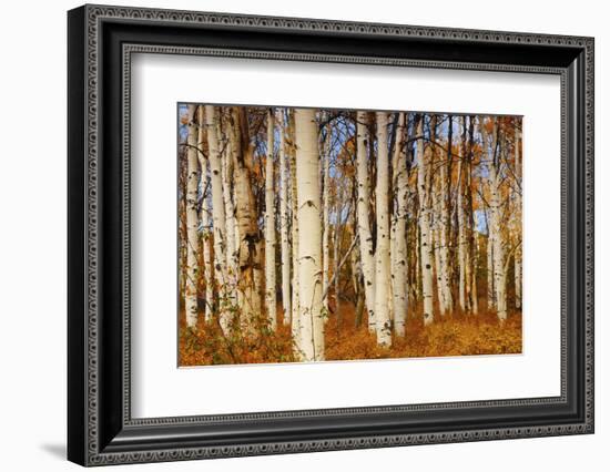 Aspens in Autumn, Zion National Park, Utah, USA-Michel Hersen-Framed Photographic Print