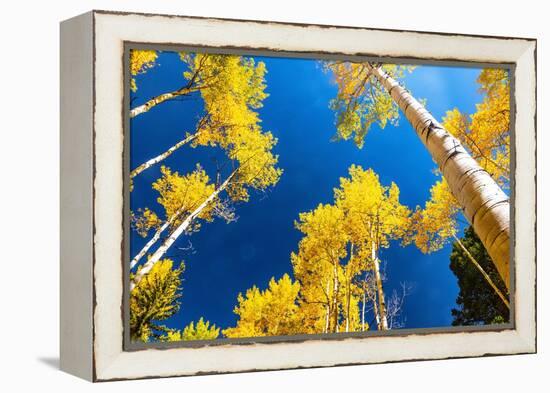 Aspens in autumn.-Mallorie Ostrowitz-Framed Premier Image Canvas