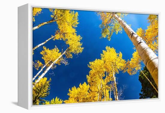 Aspens in autumn.-Mallorie Ostrowitz-Framed Premier Image Canvas