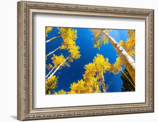 Aspens in autumn.-Mallorie Ostrowitz-Framed Photographic Print