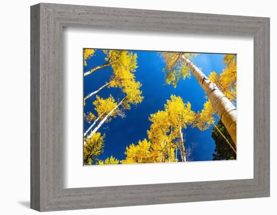 Aspens in autumn.-Mallorie Ostrowitz-Framed Photographic Print