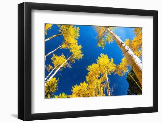 Aspens in autumn.-Mallorie Ostrowitz-Framed Photographic Print