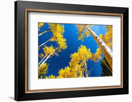 Aspens in autumn.-Mallorie Ostrowitz-Framed Photographic Print