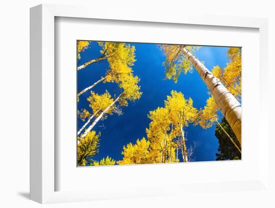 Aspens in autumn.-Mallorie Ostrowitz-Framed Photographic Print