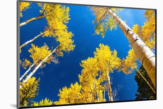 Aspens in autumn.-Mallorie Ostrowitz-Mounted Photographic Print