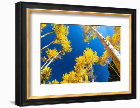 Aspens in autumn.-Mallorie Ostrowitz-Framed Photographic Print