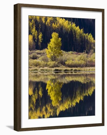 Aspens in Fall Colors Reflected in Crystal Lake, Near Ouray, Colorado-James Hager-Framed Photographic Print