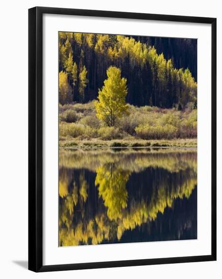 Aspens in Fall Colors Reflected in Crystal Lake, Near Ouray, Colorado-James Hager-Framed Photographic Print