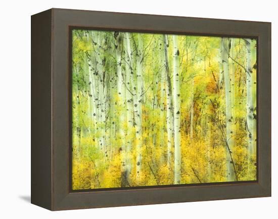 Aspens in Fall, Kebler Pass, Colorado, USA-Darrell Gulin-Framed Premier Image Canvas