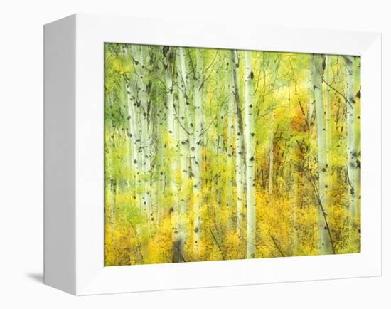 Aspens in Fall, Kebler Pass, Colorado, USA-Darrell Gulin-Framed Premier Image Canvas