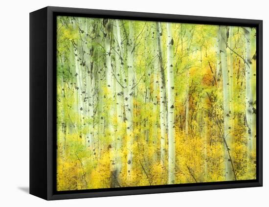 Aspens in Fall, Kebler Pass, Colorado, USA-Darrell Gulin-Framed Premier Image Canvas