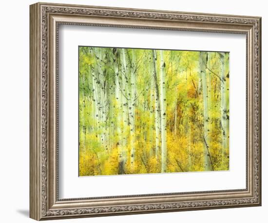 Aspens in Fall, Kebler Pass, Colorado, USA-Darrell Gulin-Framed Photographic Print