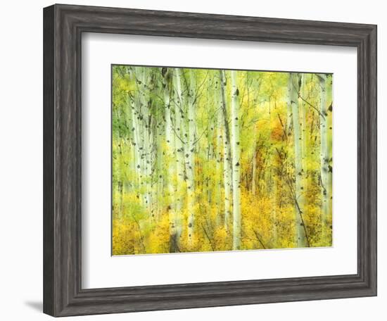 Aspens in Fall, Kebler Pass, Colorado, USA-Darrell Gulin-Framed Photographic Print