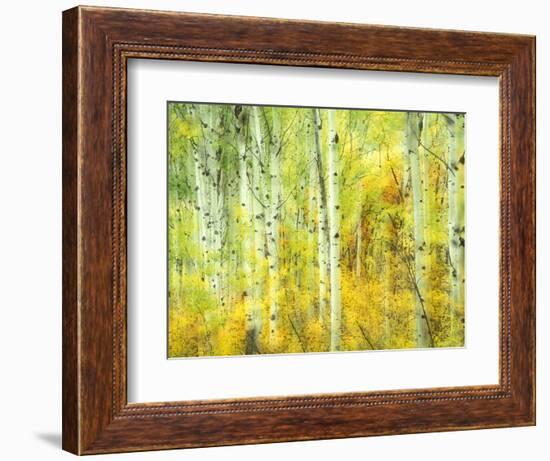 Aspens in Fall, Kebler Pass, Colorado, USA-Darrell Gulin-Framed Photographic Print