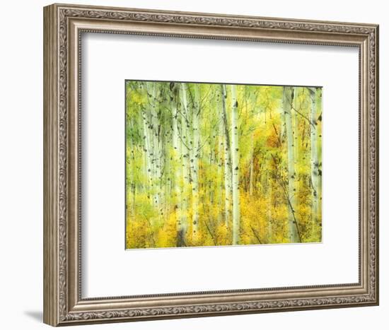 Aspens in Fall, Kebler Pass, Colorado, USA-Darrell Gulin-Framed Photographic Print