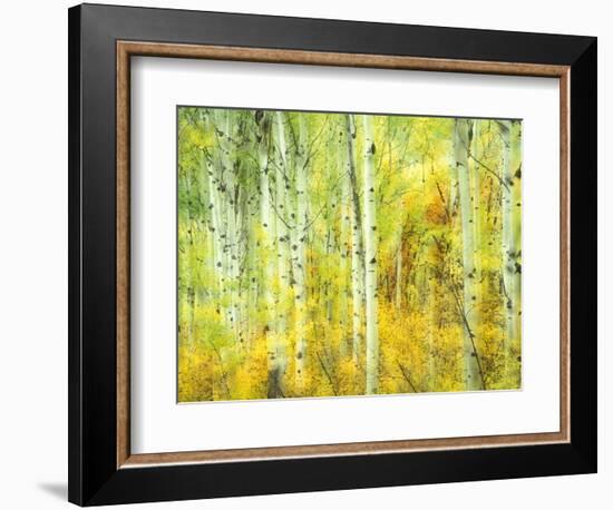 Aspens in Fall, Kebler Pass, Colorado, USA-Darrell Gulin-Framed Photographic Print