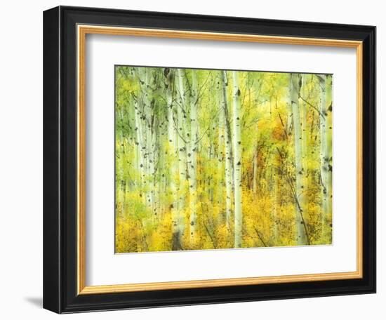 Aspens in Fall, Kebler Pass, Colorado, USA-Darrell Gulin-Framed Photographic Print