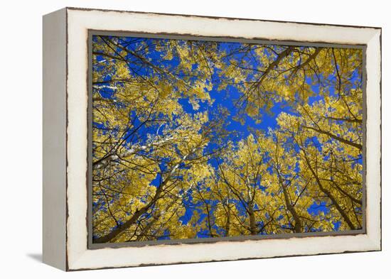 Aspens in Fall (Populus Tremuloides), Grand Tetons National Park, Wyoming, United States of America-Gary Cook-Framed Premier Image Canvas