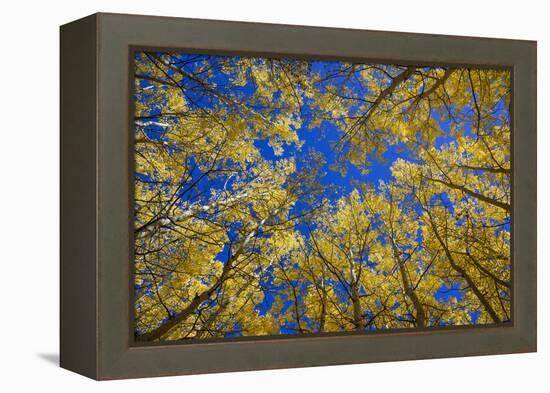 Aspens in Fall (Populus Tremuloides), Grand Tetons National Park, Wyoming, United States of America-Gary Cook-Framed Premier Image Canvas