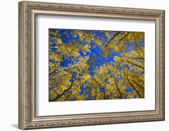 Aspens in Fall (Populus Tremuloides), Grand Tetons National Park, Wyoming, United States of America-Gary Cook-Framed Photographic Print