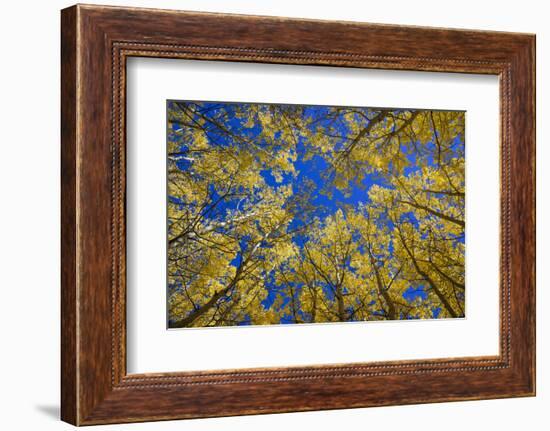 Aspens in Fall (Populus Tremuloides), Grand Tetons National Park, Wyoming, United States of America-Gary Cook-Framed Photographic Print