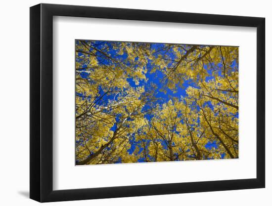 Aspens in Fall (Populus Tremuloides), Grand Tetons National Park, Wyoming, United States of America-Gary Cook-Framed Photographic Print