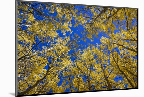 Aspens in Fall (Populus Tremuloides), Grand Tetons National Park, Wyoming, United States of America-Gary Cook-Mounted Photographic Print