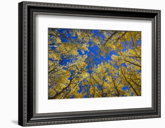 Aspens in Fall (Populus Tremuloides), Grand Tetons National Park, Wyoming, United States of America-Gary Cook-Framed Photographic Print