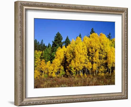 Aspens in Fall, Rocky Mountain National Park, Colorado, USA-Bernard Friel-Framed Photographic Print