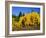 Aspens in Fall, Rocky Mountain National Park, Colorado, USA-Bernard Friel-Framed Photographic Print