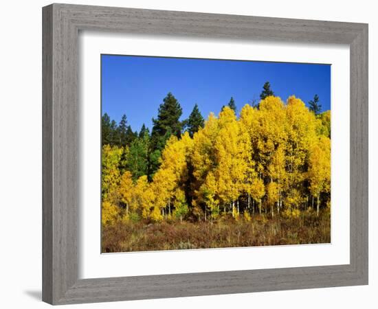 Aspens in Fall, Rocky Mountain National Park, Colorado, USA-Bernard Friel-Framed Photographic Print